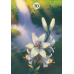 Карти Оракул Трави та рослини Ленорман - Herbs & Plants Lenormand Oracle Cards